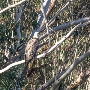 Haliaeetus leucogaster at Lower Portland, NSW - 5 Oct 2023 04:33 PM