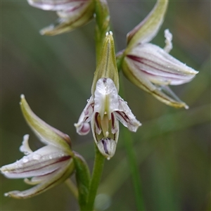 Corunastylis striata at Bundanoon, NSW - suppressed