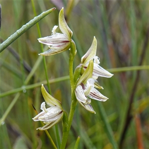 Corunastylis striata at Bundanoon, NSW - suppressed