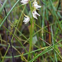Corunastylis striata at Bundanoon, NSW - suppressed