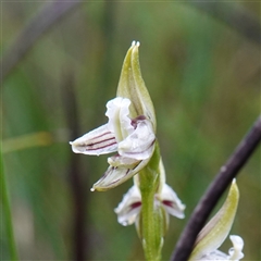 Corunastylis striata at Bundanoon, NSW - suppressed