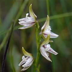 Corunastylis striata at Bundanoon, NSW - suppressed