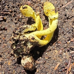 Leucocoprinus birnbaumii at Melba, ACT - 4 Apr 2025 12:19 PM