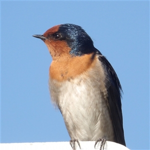 Hirundo neoxena (Welcome Swallow) at Fyshwick, ACT - 4 Apr 2025 by MatthewFrawley