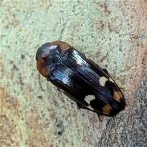 Erotylidae (family) at Nitmiluk, NT - 3 Apr 2025 03:51 PM