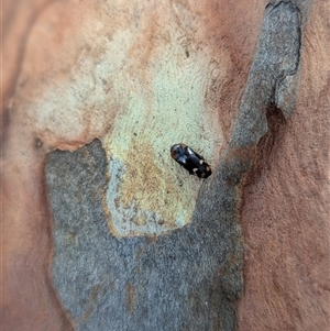 Erotylidae (family) at Nitmiluk, NT - 3 Apr 2025 03:51 PM