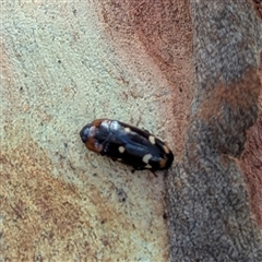 Erotylidae (family) at Nitmiluk, NT - 3 Apr 2025 03:51 PM