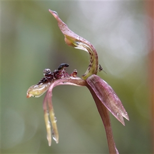 Chiloglottis seminuda at suppressed - suppressed