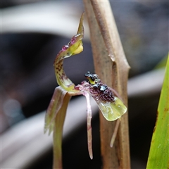 Chiloglottis seminuda at suppressed - suppressed