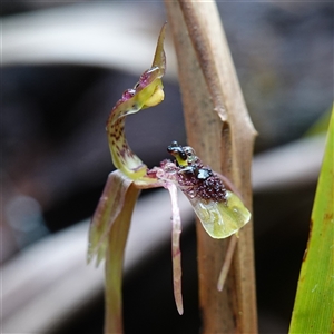 Chiloglottis seminuda at suppressed - suppressed