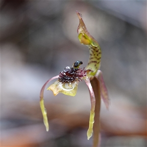 Chiloglottis seminuda at suppressed - suppressed