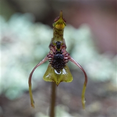 Chiloglottis seminuda at suppressed - suppressed