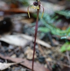 Chiloglottis seminuda at suppressed - suppressed