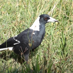 Gymnorhina tibicen (Australian Magpie) at Fyshwick, ACT - 4 Apr 2025 by MatthewFrawley