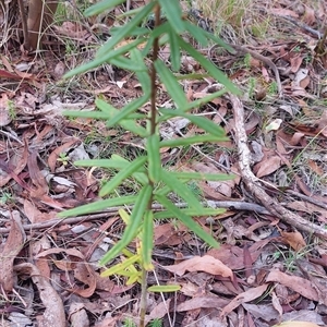 Hovea asperifolia subsp. asperifolia (Rosemary Hovea) at Paddys River, NSW - 3 Apr 2025 by joscobie