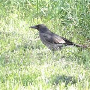 Strepera graculina (Pied Currawong) at Kingston, ACT - 4 Apr 2025 by MatthewFrawley