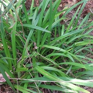 Dianella tasmanica (Tasman Flax Lily) at Paddys River, NSW - 3 Apr 2025 by joscobie