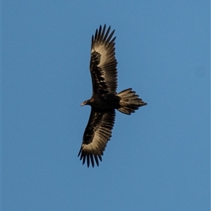 Aquila audax at Lower Portland, NSW - 5 Oct 2023 06:57 PM