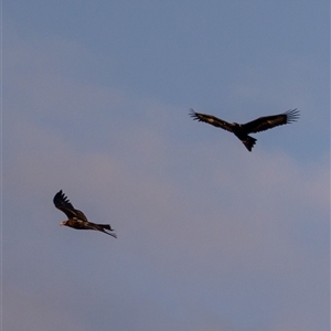 Aquila audax at Lower Portland, NSW - 5 Oct 2023 06:57 PM