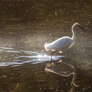 Egretta garzetta (Little Egret) at Lower Portland, NSW - 6 Oct 2023 by BlundellsSwamp