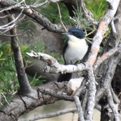 Myiagra inquieta (Restless Flycatcher) at Dunlop, ACT - 4 Apr 2025 by Thurstan