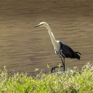 Ardea pacifica at Lower Portland, NSW - 6 Oct 2023 12:30 PM