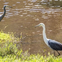 Ardea pacifica at Lower Portland, NSW - 6 Oct 2023 12:30 PM