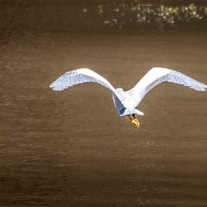 Egretta novaehollandiae at Lower Portland, NSW - 6 Oct 2023 12:30 PM