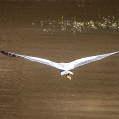 Egretta novaehollandiae at Lower Portland, NSW - 6 Oct 2023 12:30 PM