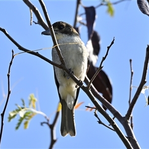 Cracticus torquatus (Grey Butcherbird) at Dunlop, ACT - 4 Apr 2025 by Thurstan