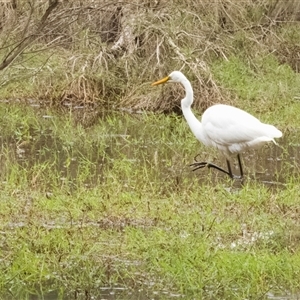 Ardea alba at Lower Portland, NSW - 6 Oct 2023 03:23 PM