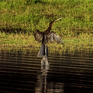 Anhinga novaehollandiae at Lower Portland, NSW - 16 Oct 2023 06:40 PM