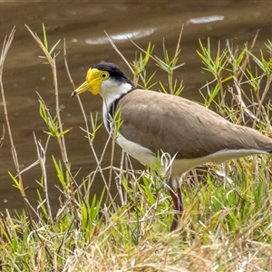 Vanellus miles at Lower Portland, NSW - 17 Oct 2023 10:54 AM