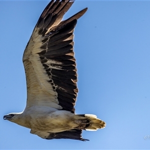Haliaeetus leucogaster at Lower Portland, NSW - 10 Nov 2023 01:04 PM