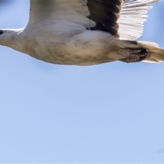 Haliaeetus leucogaster at Lower Portland, NSW - 10 Nov 2023 01:04 PM