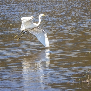 Egretta garzetta at Lower Portland, NSW - 10 Nov 2023 03:23 PM