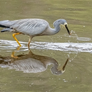 Egretta novaehollandiae at Lower Portland, NSW - 20 Nov 2023 08:40 AM