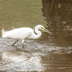Egretta garzetta at Lower Portland, NSW - 4 Dec 2023 12:13 PM