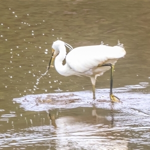 Egretta garzetta at Lower Portland, NSW - 4 Dec 2023 12:13 PM