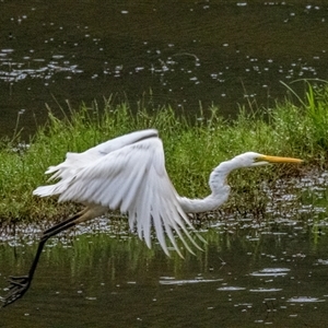 Ardea alba at Lower Portland, NSW - 8 Jan 2024 06:41 PM