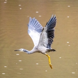 Egretta novaehollandiae at Lower Portland, NSW - 8 Jan 2024 06:46 PM