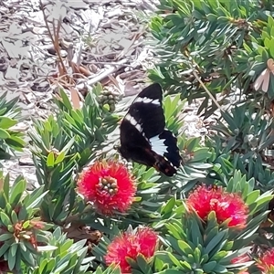 Papilio aegeus at Wirlinga, NSW - 4 Apr 2025 02:47 PM