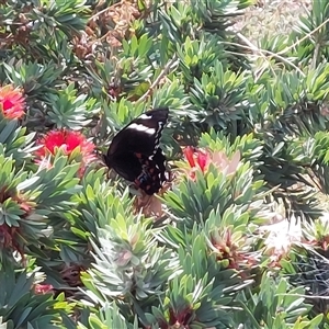 Papilio aegeus at Wirlinga, NSW - 4 Apr 2025 02:47 PM