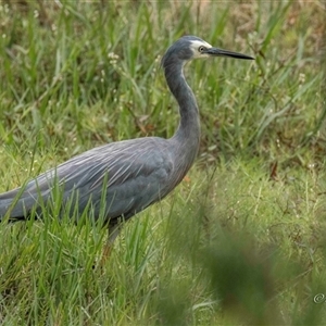 Egretta novaehollandiae at Lower Portland, NSW - 19 Feb 2024 09:42 AM