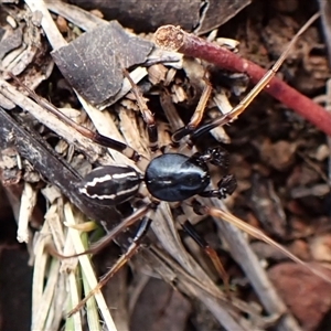 Zodariidae (family) at Cook, ACT - 30 Mar 2025 by CathB