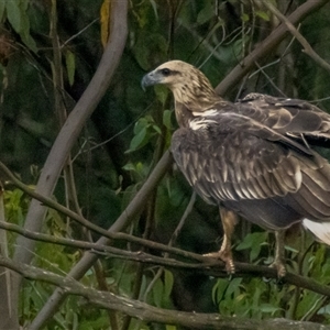 Haliaeetus leucogaster at Lower Portland, NSW - 19 Feb 2024 11:03 AM