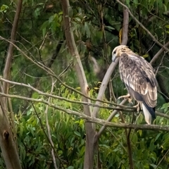 Haliaeetus leucogaster at Lower Portland, NSW - 19 Feb 2024 11:03 AM