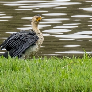 Microcarbo melanoleucos at Lower Portland, NSW - 19 Feb 2024 02:21 PM