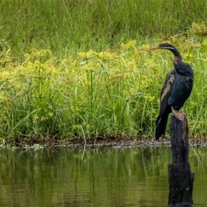Anhinga novaehollandiae at Lower Portland, NSW - 19 Feb 2024 02:21 PM