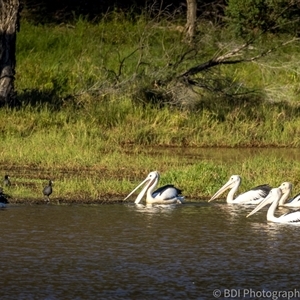 Pelecanus conspicillatus at Lower Portland, NSW - 25 Mar 2024 05:42 PM